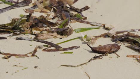 beach scene with seaweed and a hermit crab