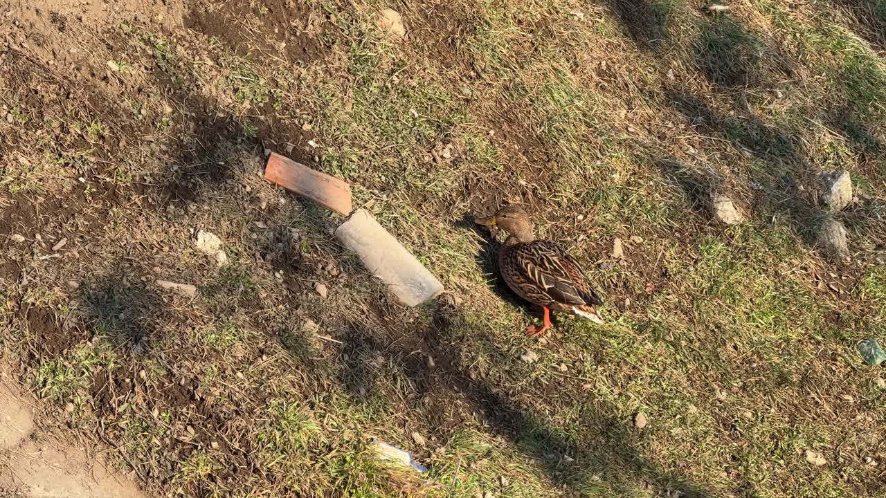 Female mallard duck foraging on grassy ground with debris