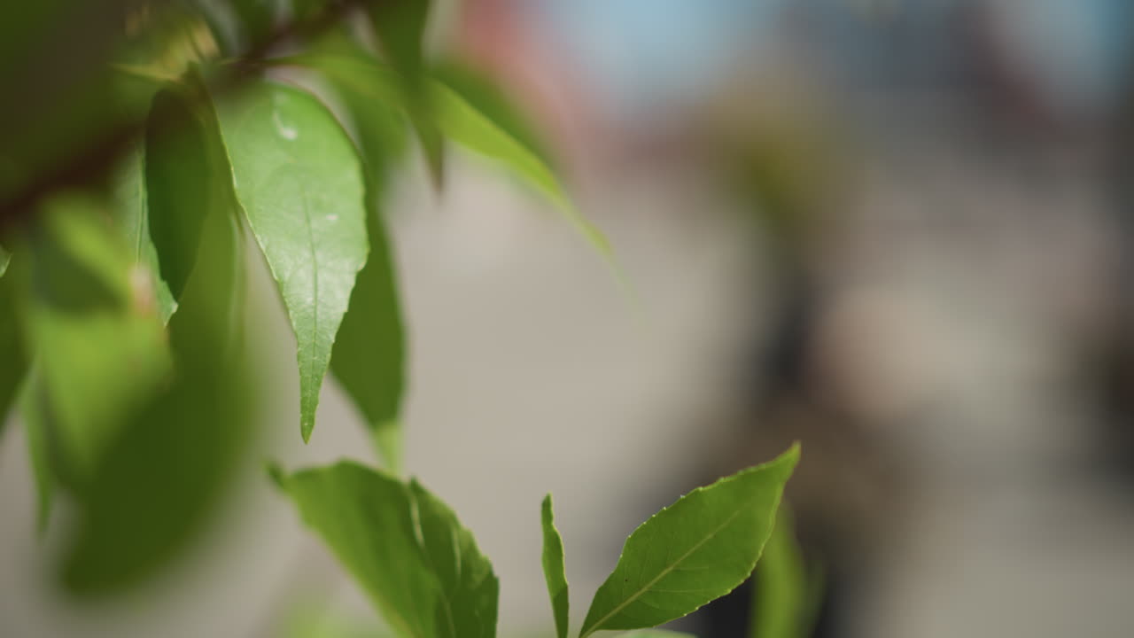 은 배경과 함께 바람에 부드럽게 흔들리는 가지에 있는 초록색 잎의 클로즈업, 울창한 잎자루와 자연의 아름다움을 보여주는, 자연, 휴식에 이상적입니다.