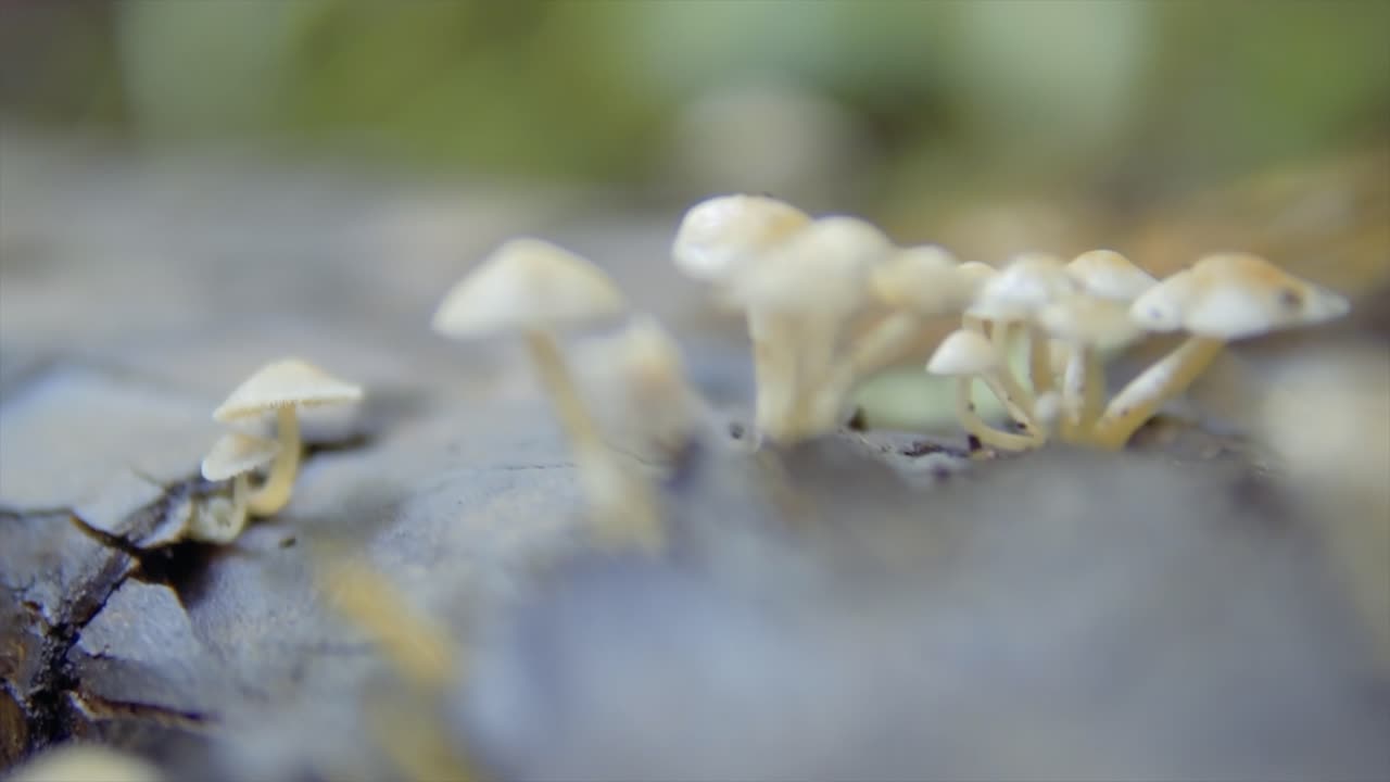 una toma de cerca revela la intrincada belleza de los hongos silvestres blancos en el bosque