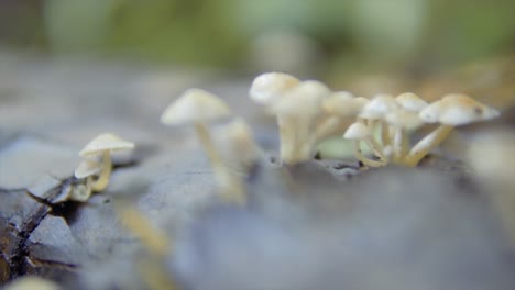 Closeup-shot-reveals-intricate-beauty-of-white-wild-mushrooms-in-forest