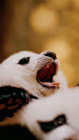close-up of a panda