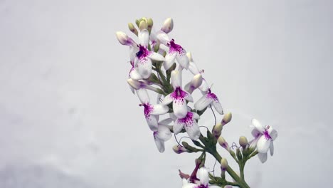 hermosa flor de jazmín japonés contra la pared blanca.
