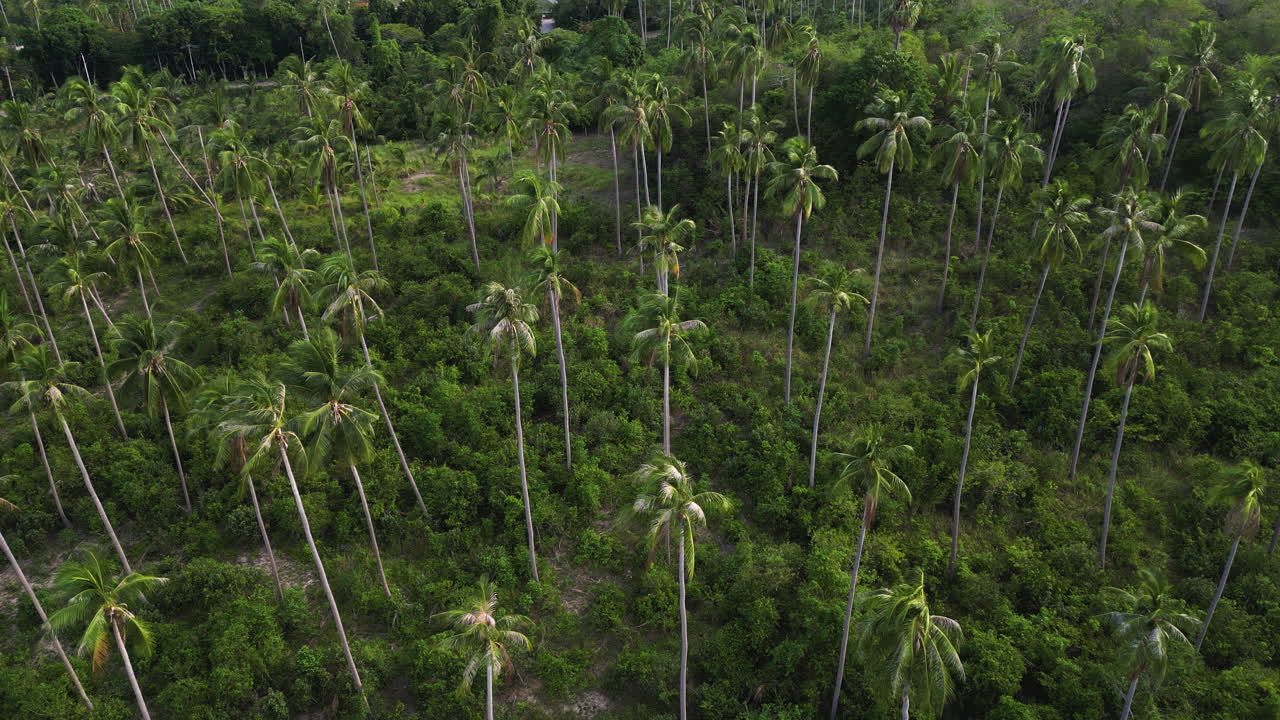 drone vuela sobre el bosque tropical con palma verde coco vegetación de la selva profunda