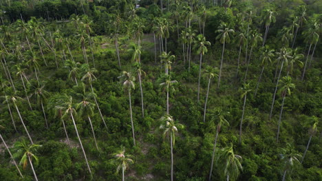 Drone-Vuela-Sobre-La-Selva-Tropical-Con-Palmera-Verde-Coco-Vegetación-De-Selva-Profunda