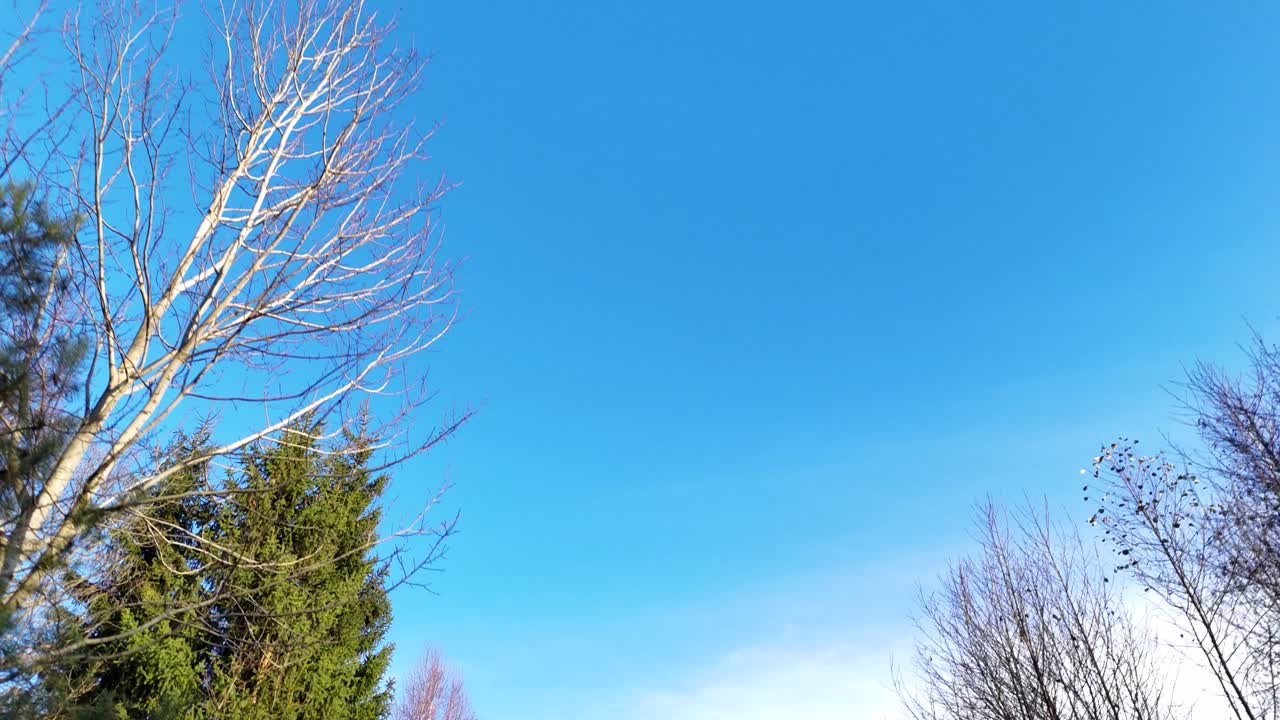 ヨーロッパの森林の木の梢と青い空、低空からの航空写真。
