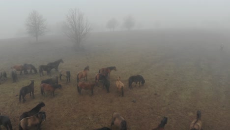 aerial footage of hucul stud in the mist.