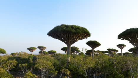 Dragos-De-Socotra-Con-Copa-Volteada-En-El-Bosque-De-Firhmin,-Isla-De-Socotra,-Yemen