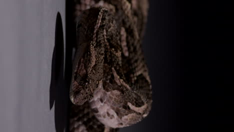 puff adder snake starts moving head while curled at night under bright light - vertical