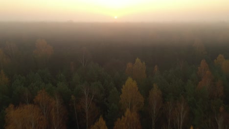 Cepkeliai-reserve,-the-largest-area-of-untouched-nature-in-Lithuania,-is-a-glorious-wet-wilderness-of-bogs,-black-alder-swamps,-Cladinoso-callunosa-forest-and-lakes