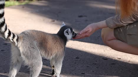 un lémur siendo alimentado a mano por una persona