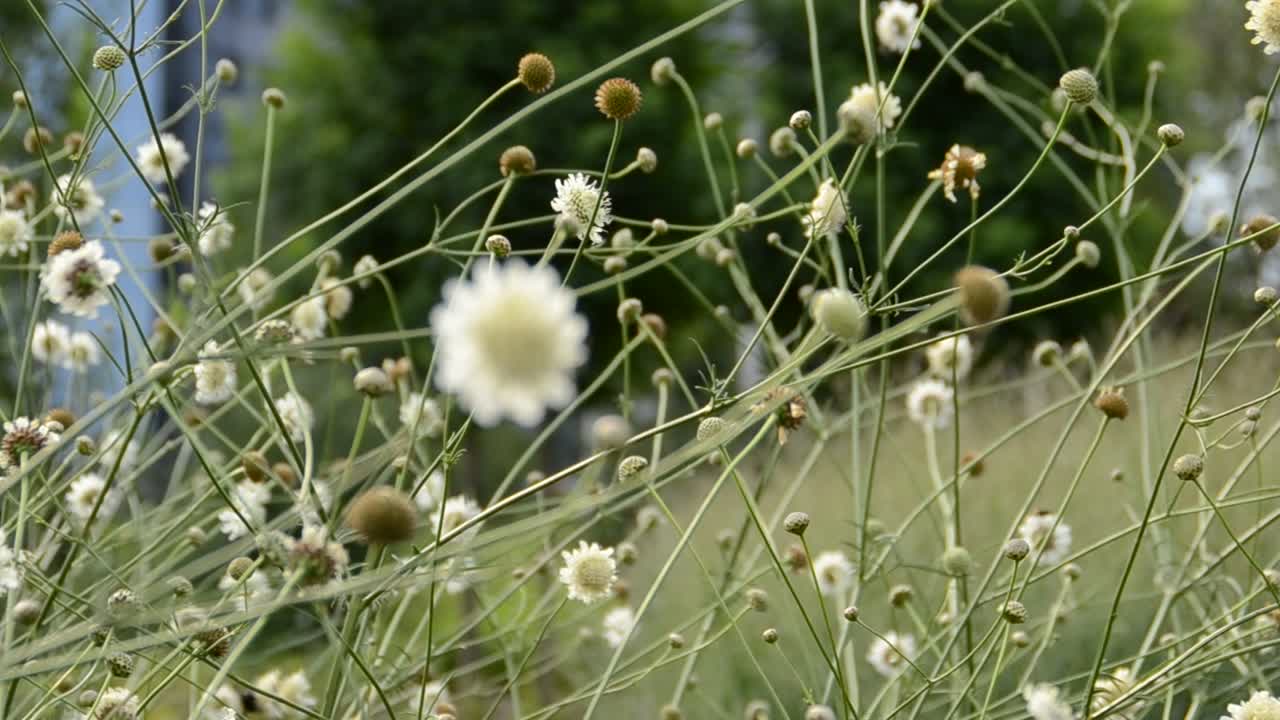 Grass