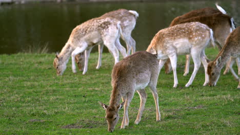 Ciervos-En-Barbecho-Comiendo-Hierba-A-Lo-Largo-Del-Río-En-El-Bosque,-Agitando-Sus-Orejas-Y-Colas.