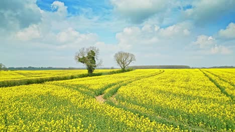 a mesmerizing drone shot of a yellow rapeseed crop in slow motion with a country road and trees in the background