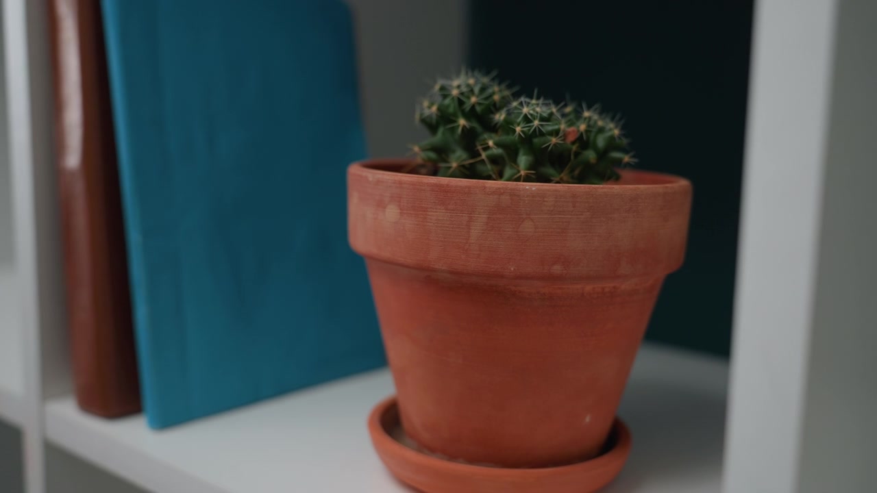Mani che posizionano un libro blu e un vaso su un ripiano bianco a scomparti con pannello posteriore color verde acqua, primo piano di un'attenta disposizione, piccolo cactus in vaso di terracotta, dorso del diario riposto in verticale, arredamento minimalista dell'appartamento.