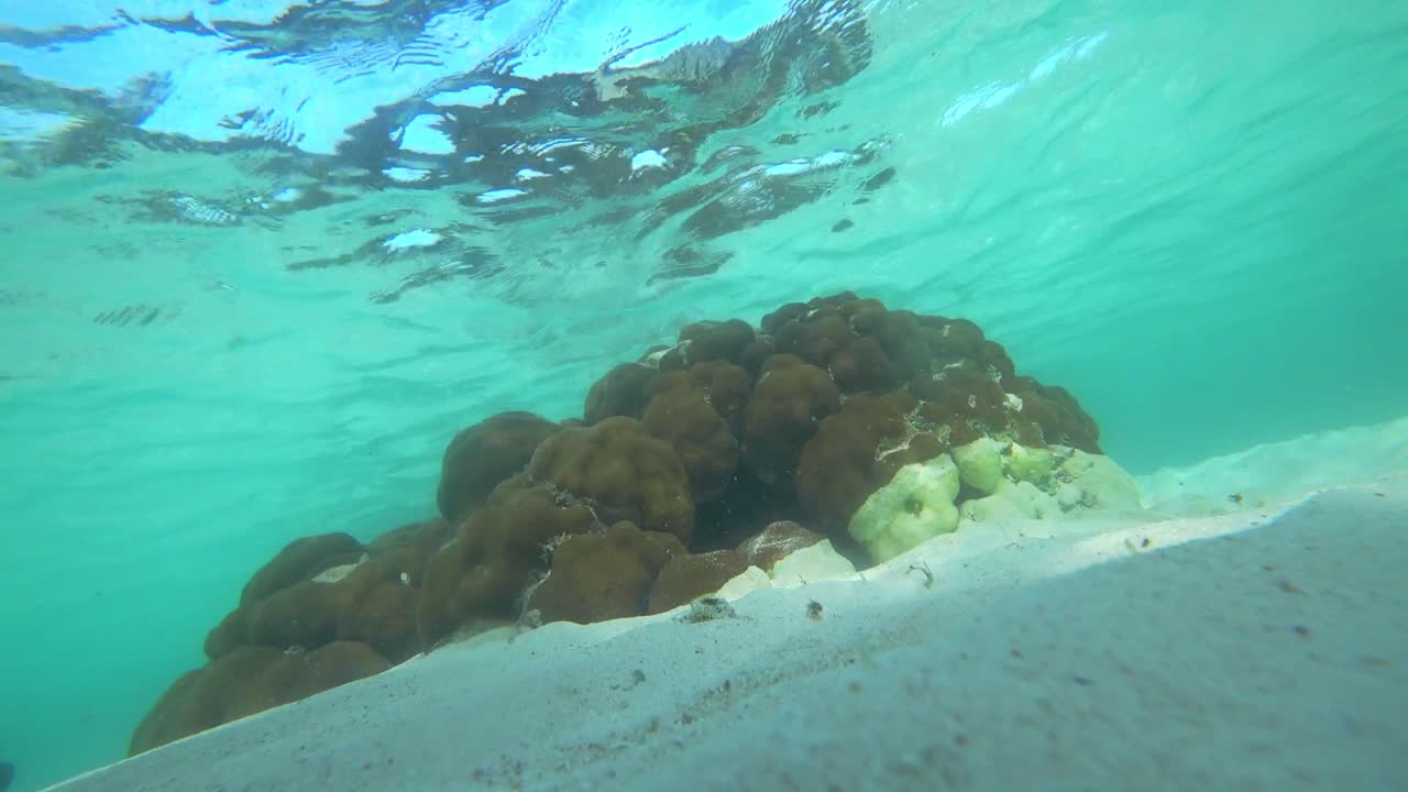 pieza protegida de arrecifes de coral y peces alrededor de cancún, méxico