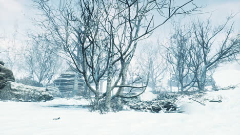 winter deciduous forest on a foggy morning