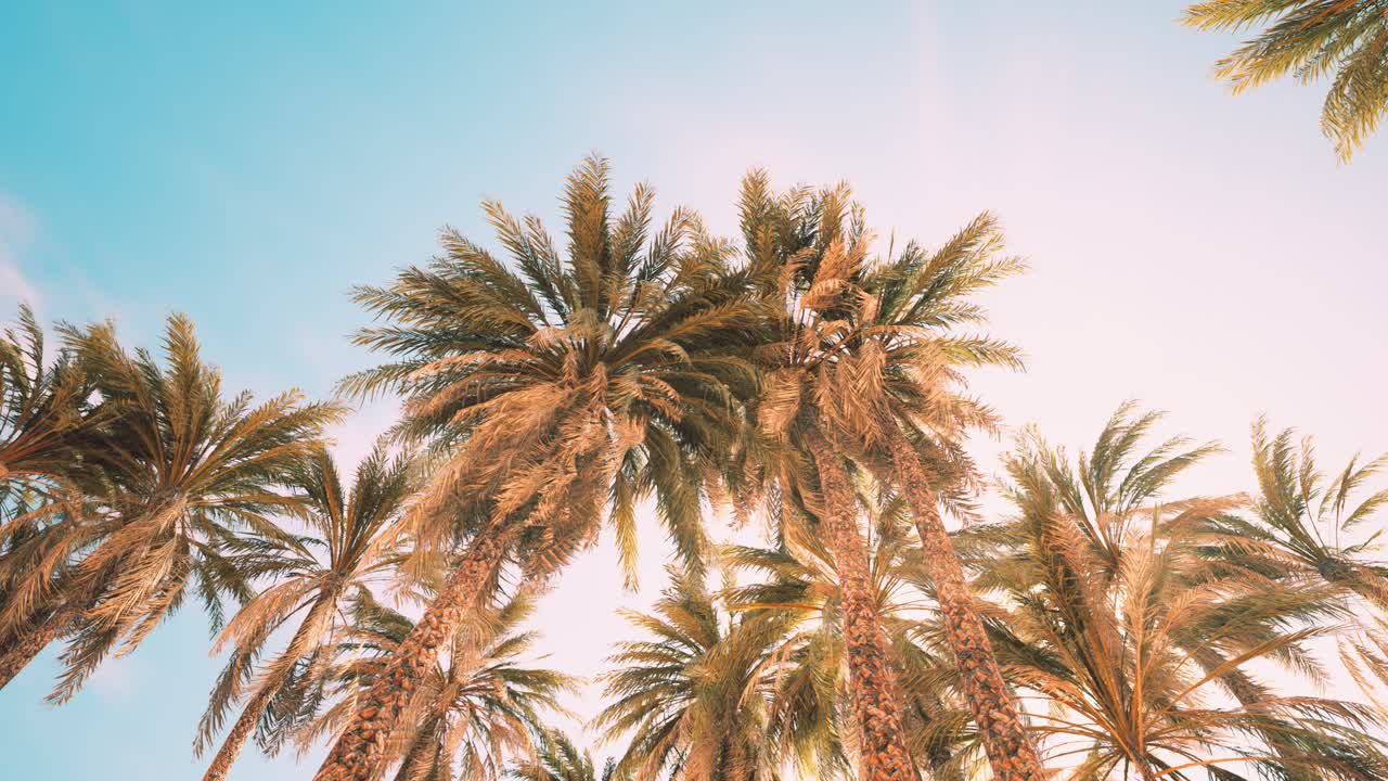 Palm trees at sunset light and sky