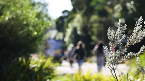 blurred background with people walking, focused on plant