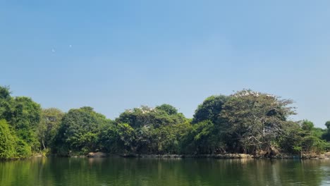 white pelicans rest in a tall tree, captured from a boat gliding through ranganathittu bird sanctuary. a sunny day enhances the peaceful wildlife and rich greenery of this protected haven