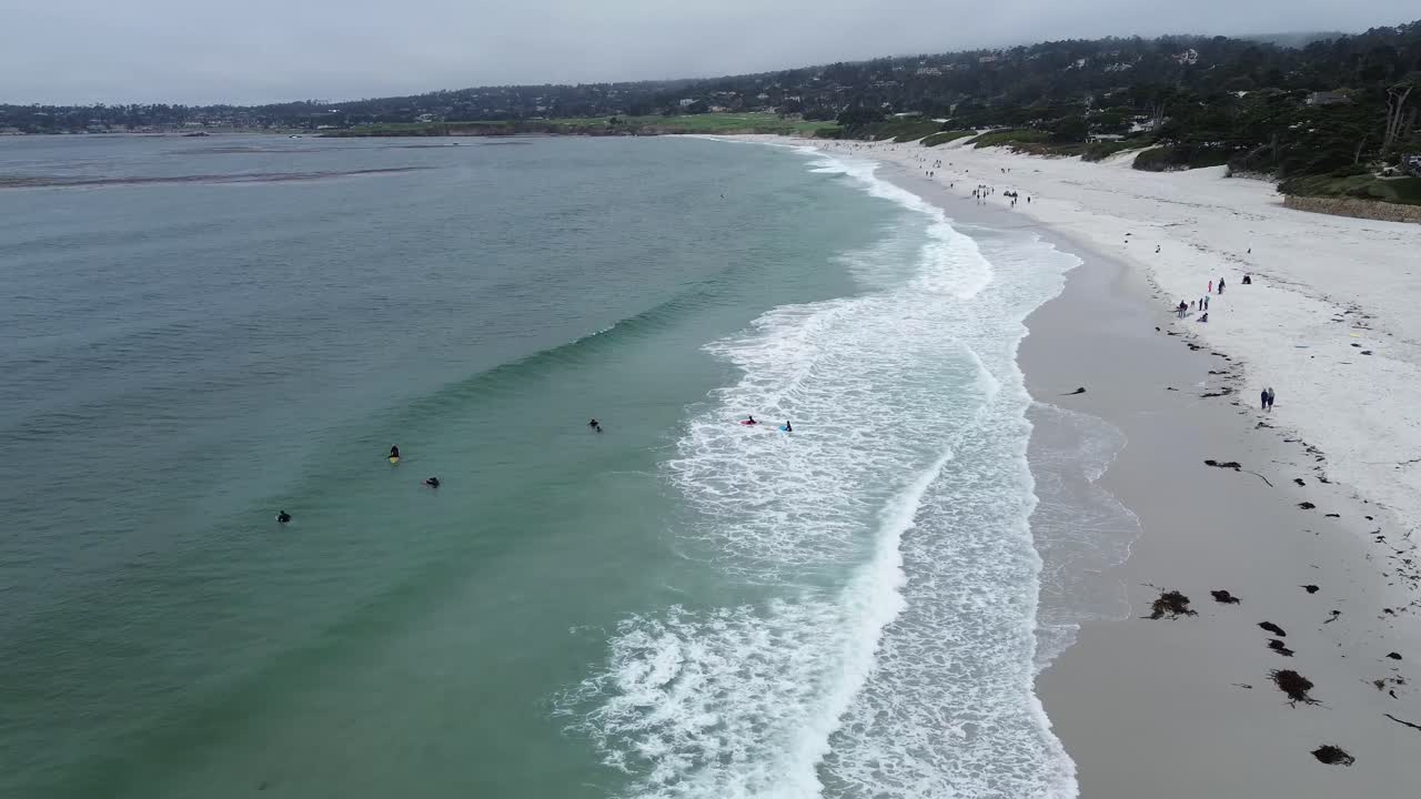 Dolphins swimming near the shore