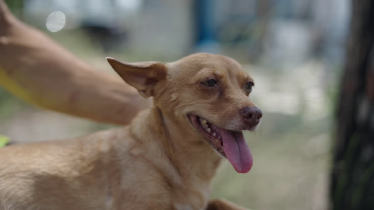 Happy Dog Being Petted Outdoors