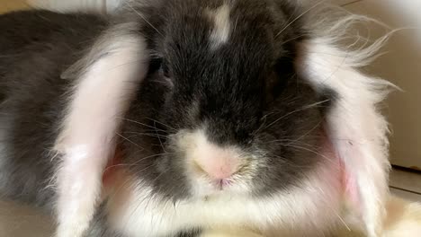 Beautiful-close-up-of-a-lionhead-bunny