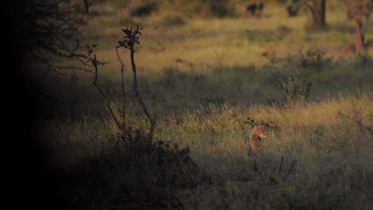 un joven cachorro de guepardo juvenil mirando a su alrededor buscando una madre y llamándola