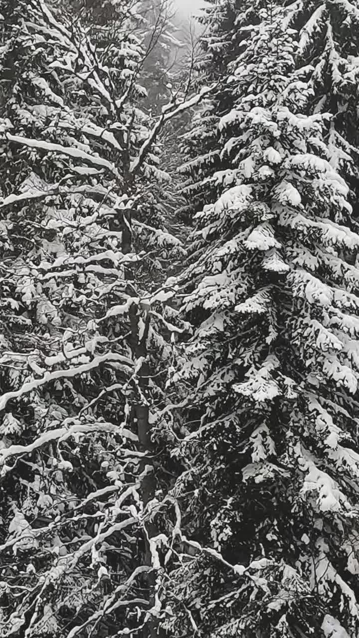 Vertical Video Of Snow Covered Trees On Mountain From Ski Chair Lift