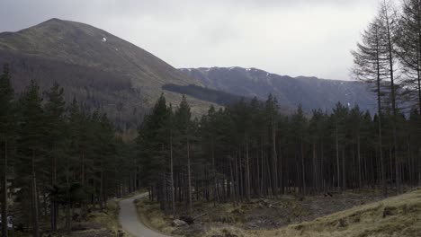 shot of a hiking pathway in a pine forest