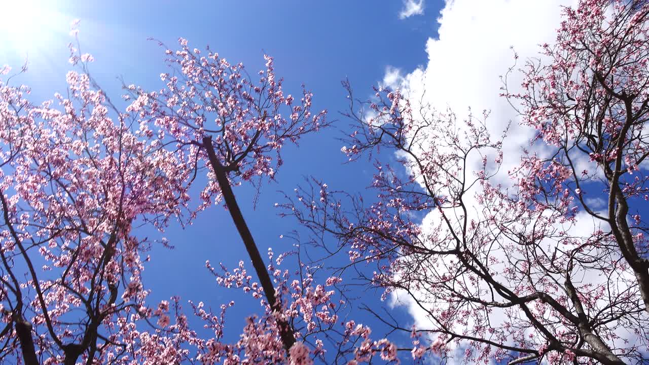 春に咲き誇る桜。春の撮影。