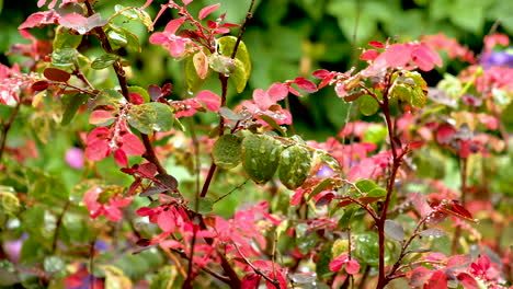 Soft-rain-falling-on-ice-cream-bush,-early-morning-light,-verdant-vegetation,-tilt-down