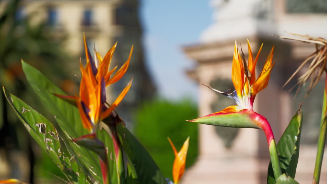 Focus on vibrant Strelitzia flowers