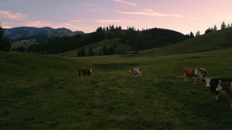 Un-Rebaño-De-Vacas-En-Los-Prados-De-Hierba-En-Las-Románticas-E-Idílicas-Montañas-De-Los-Alpes-Bávaros-Sudelfeld-Wendelstein-Al-Atardecer-Con-Cielo-De-Nubes-Rojas-Y-Picos-Montañosos