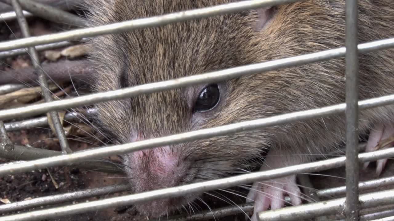 A Brown or Sewer Rat, Rattus norvegicus, in a live trap. UK