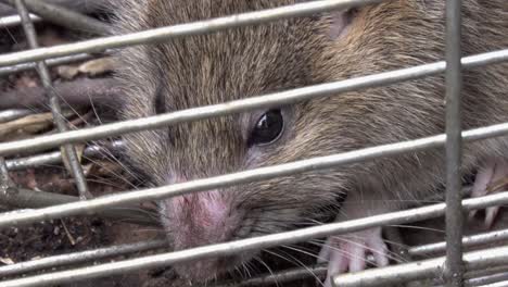 a brown or sewer rat, rattus norvegicus, in a live trap. uk