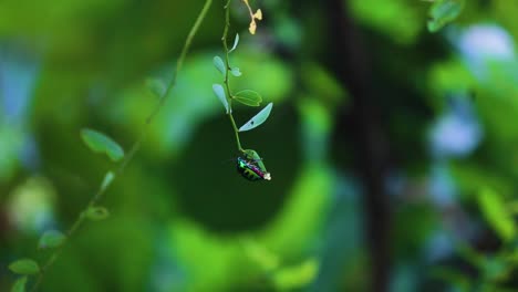 Pregnant-Jewel-Bug-with-Eggs-hanging-on-Small-vines-Branch-with-Leaves