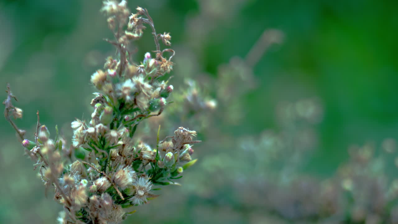 A plant moving in the wind.
