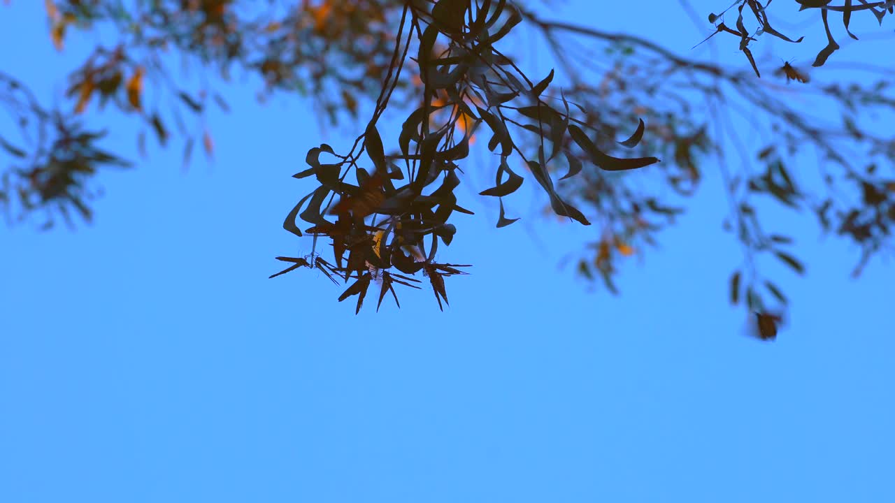 mariposas monarca agrupadas al atardecer para mantenerse calientes