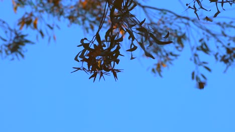 Monarch-butterflies-clustering-together-at-sunset-to-stay-warm