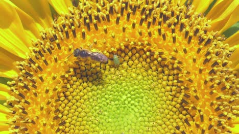 Bee-collects-pollen-on-sunflower-center;-Macro-shot