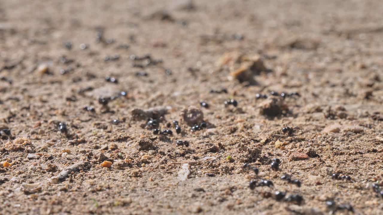 Close-up of ants moving on sandy ground, showcasing insect activity and natural behavior