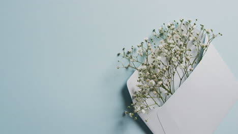 video of white flowers in white envelope and copy space on blue background