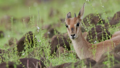 Cervatillo-Gacela-Chinkara-Descansa-En-La-Hierba-Como-Bambi-Con-Su-Aspecto-Inocente