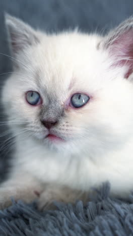 beautiful white cat with blue eyes sitting on the bed. furry white kitten resting on the blanket. grey background. vertical video
