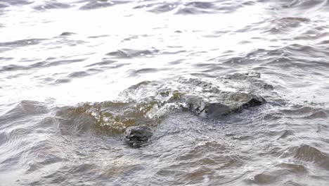 Ondas-En-Cámara-Lenta-Alrededor-De-Una-Roca