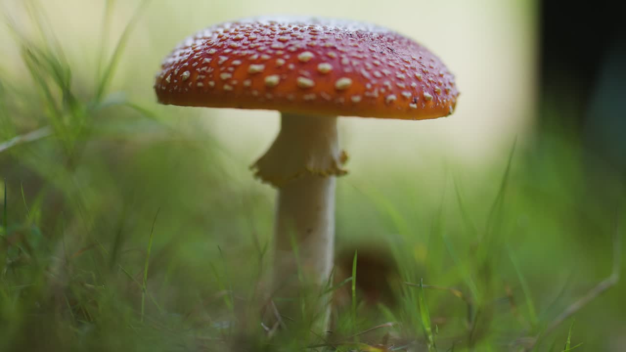 A close-up shot of the fly agaric mushroom on the forest floor
