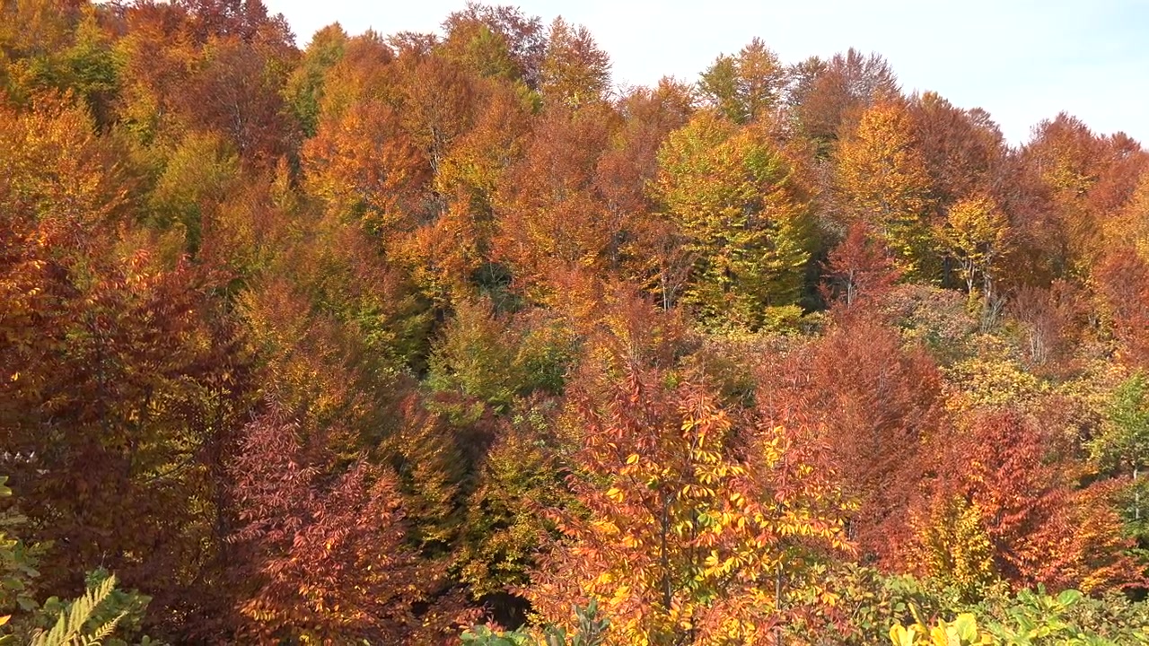 Vibrant Autumn Forest Landscape with Colorful Deciduous Trees