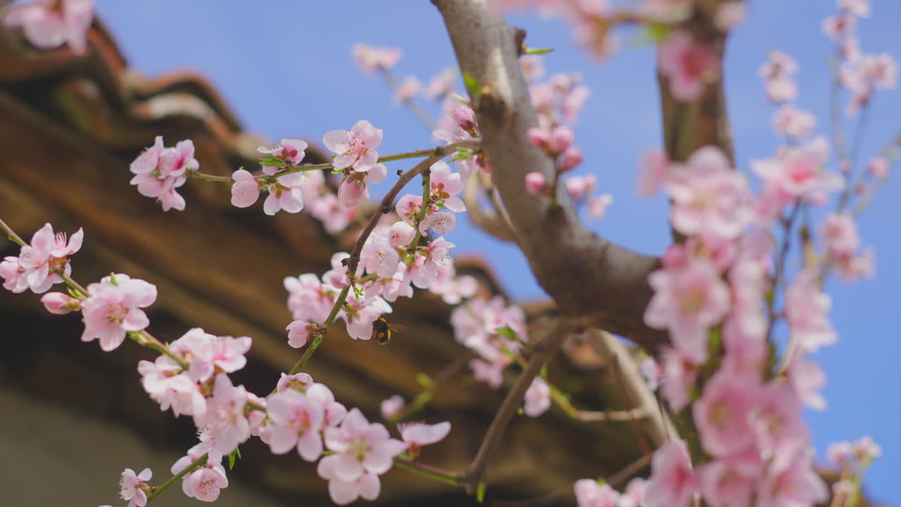 hermosas flores rosadas en primavera