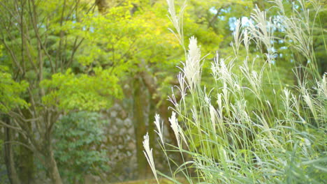 綠色草和葉子在風中吹在背景在京都,日本柔和的照明